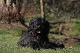 BRIARD 043